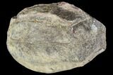 Fossil Fern (Lygdonium) - Carboniferous #111671-1